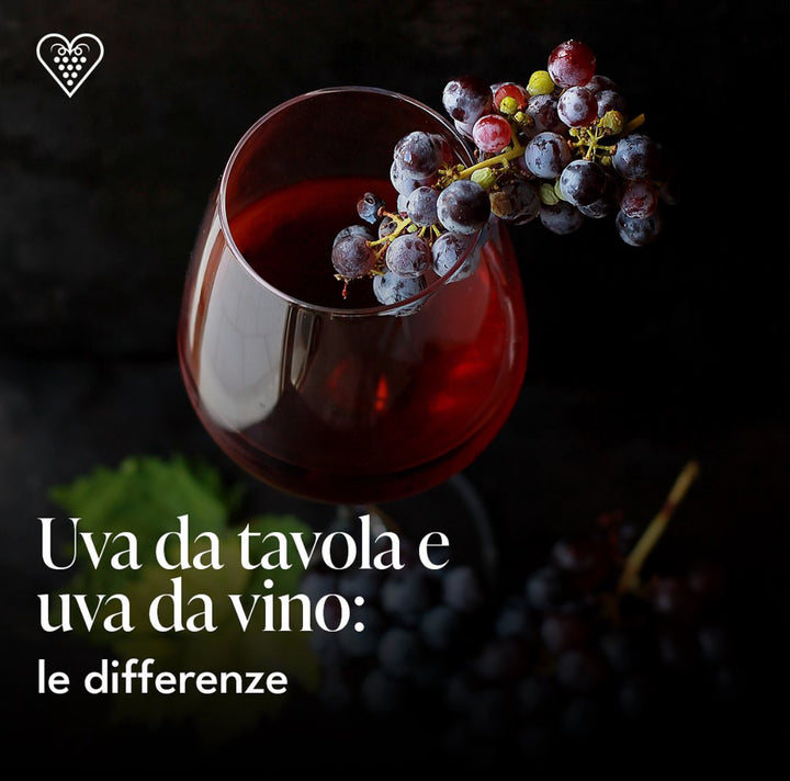 Uva da tavola e uva da vino: le differenze